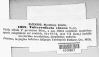 Image of Tubercularia vinosa